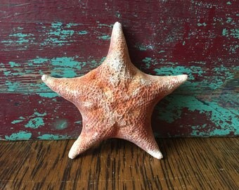 Vintage Giant Starfish/ Sea Star Specimen