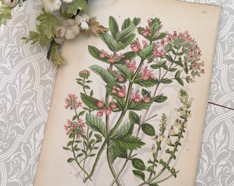 Vintage botanical print collectible home decor lithograph