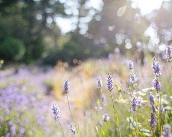 Lavender Flowers - Stock Photography