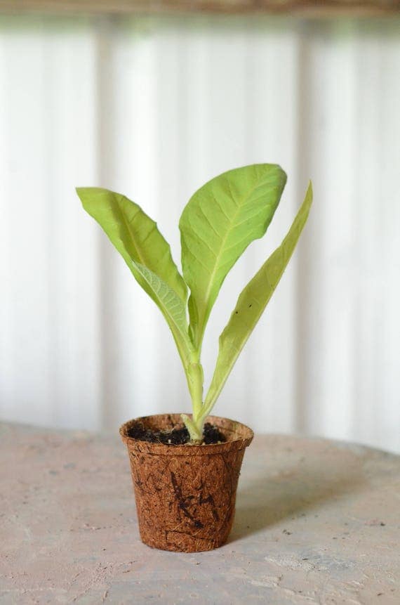 Live Heirloom Burley Tobacco Plant Nicotiana tabacum