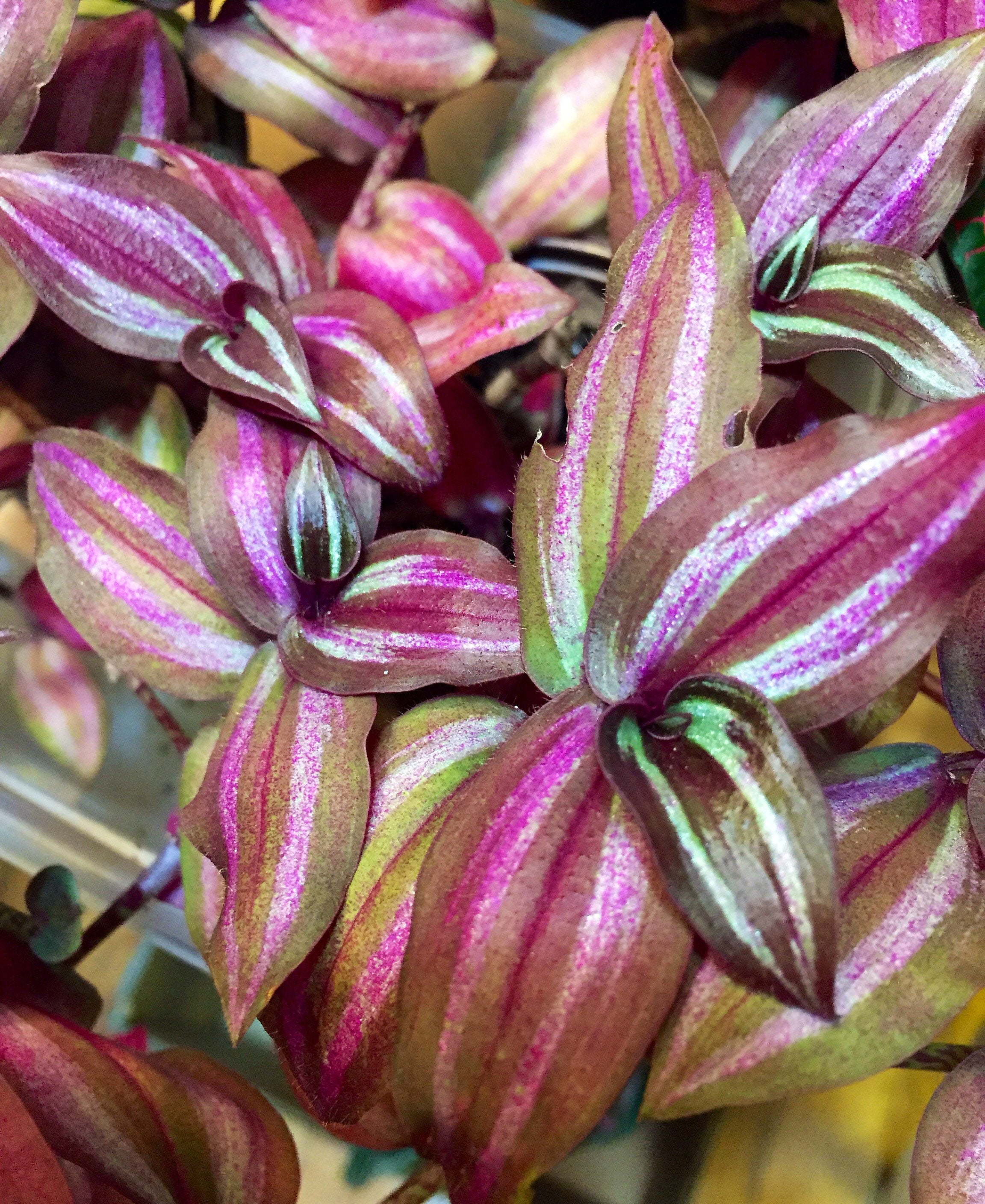 Tradescantia zebrina 'RED' 3-inch UNROOTED Cutting