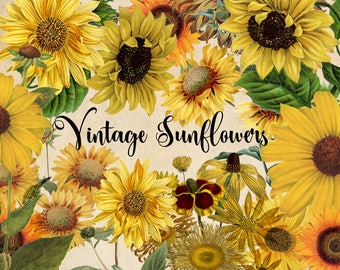 Download Sunflower svg,sunflower clipart,tulips svg,sunflower ...