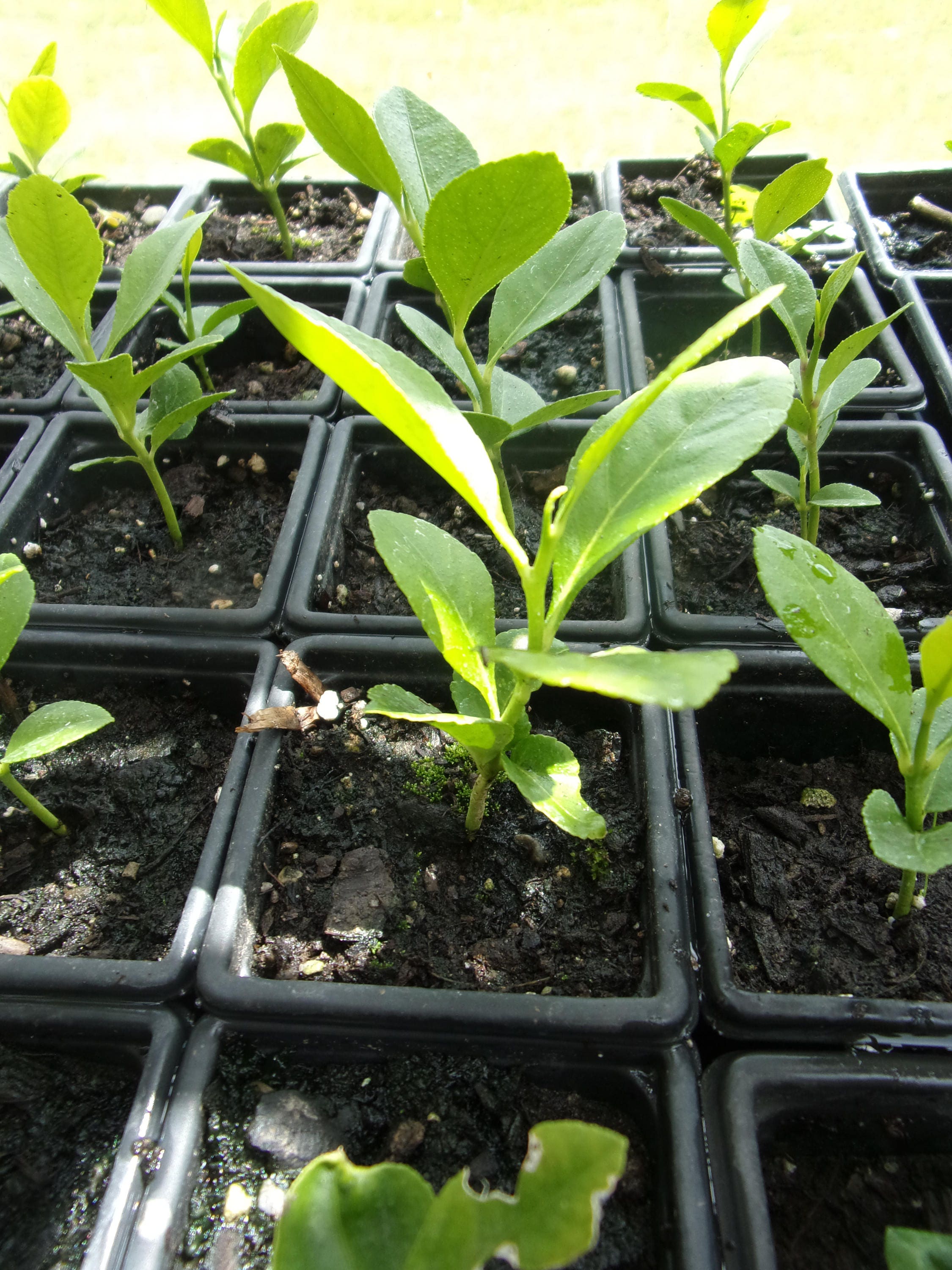 Lemon Tree Seedling