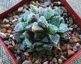 Haworthia Korizato Succulent plant