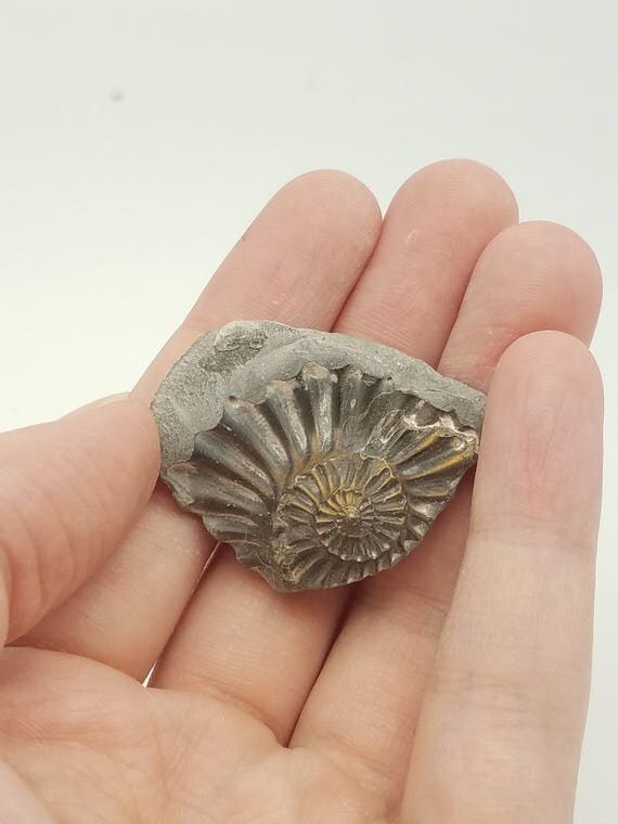 ammonite cast ammonite cast
