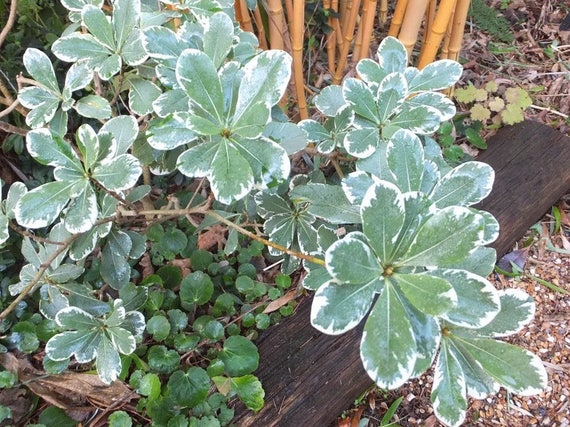 Variegated Mock Orange Aka Pittosporum T. 'Variegata'