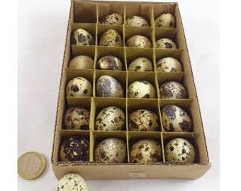24 Empty Quail eggs - birds - taxidermy - home decoratioen - easter