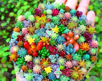 100 pcs/bag Real mini succulent cactus seeds rare succulent perennial herb plants bonsai pot flower seeds indoor plant for home