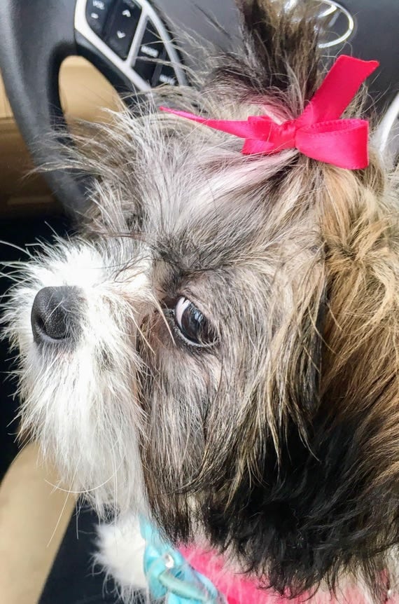 shih tzu top knot accessories hair bow set poodle top knot bows shih tzu bow knotted cat shih tzu top knot accessories hair bow set poodle top knot bows shih tzu bow knotted cat