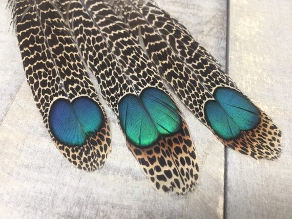 rare Malayan Peacock Pheasant feathers rare feathers exotic