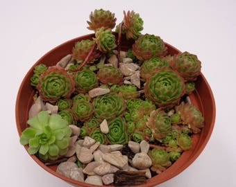 Rosularia Platyphylla Cluster