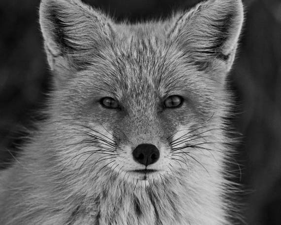 Red Fox Photograph Black and White Animal Photography