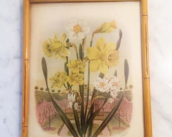 Daffodil Print, English Garden Print, Framed Floral Print, Vintage Bamboo Frame, Spring Decor