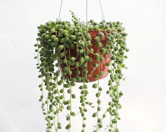 LARGE String of Pearls Plant 6" Hanging Succulents Succulent Terrarium Plants Exotic Succulent Basket Senecio Rowleyanus Hanging Plant