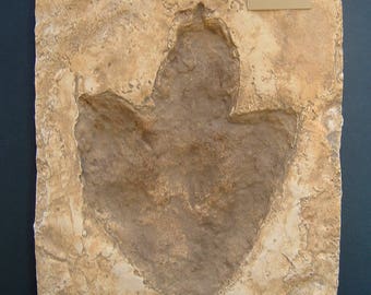 allosaurus footprint