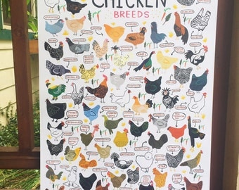 Chicken Breeds - Art Print - 8x10", 11"x14", 18"x24" - Wall Art - chickens, animals, outdoors, nature, farm, gift, home decor, country