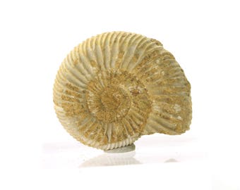 REAL Perisphinctes AMMONITE Fossil - Nautilus Cephalopod Shell VERY PrEttY! Display Fossil -