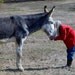XLdonkeys