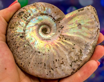 Opalized ammonite | Etsy