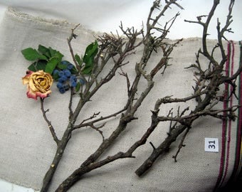 blackthorn branches with lichens, magical wood, blackthorn spikes, branch for craft, centerpiecies, home decor