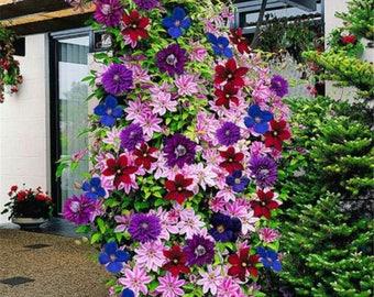 50 Seeds 24 Colours Beautiful Clematis Flower Clematis Climbing Plants Seeds Home Garden Decor