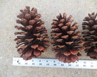 Vintage Pine Cones Neuf Cones De Pin on French