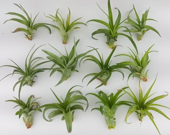 15pc Air Plant Tillandsia "TLC" Brachycaulos Variety / Second Chance Quality / Wholesale Tillandsias with Minor Imperfections