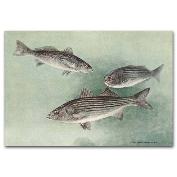 Fishing Art Striped Bass Print Antique Fishing Home Decor