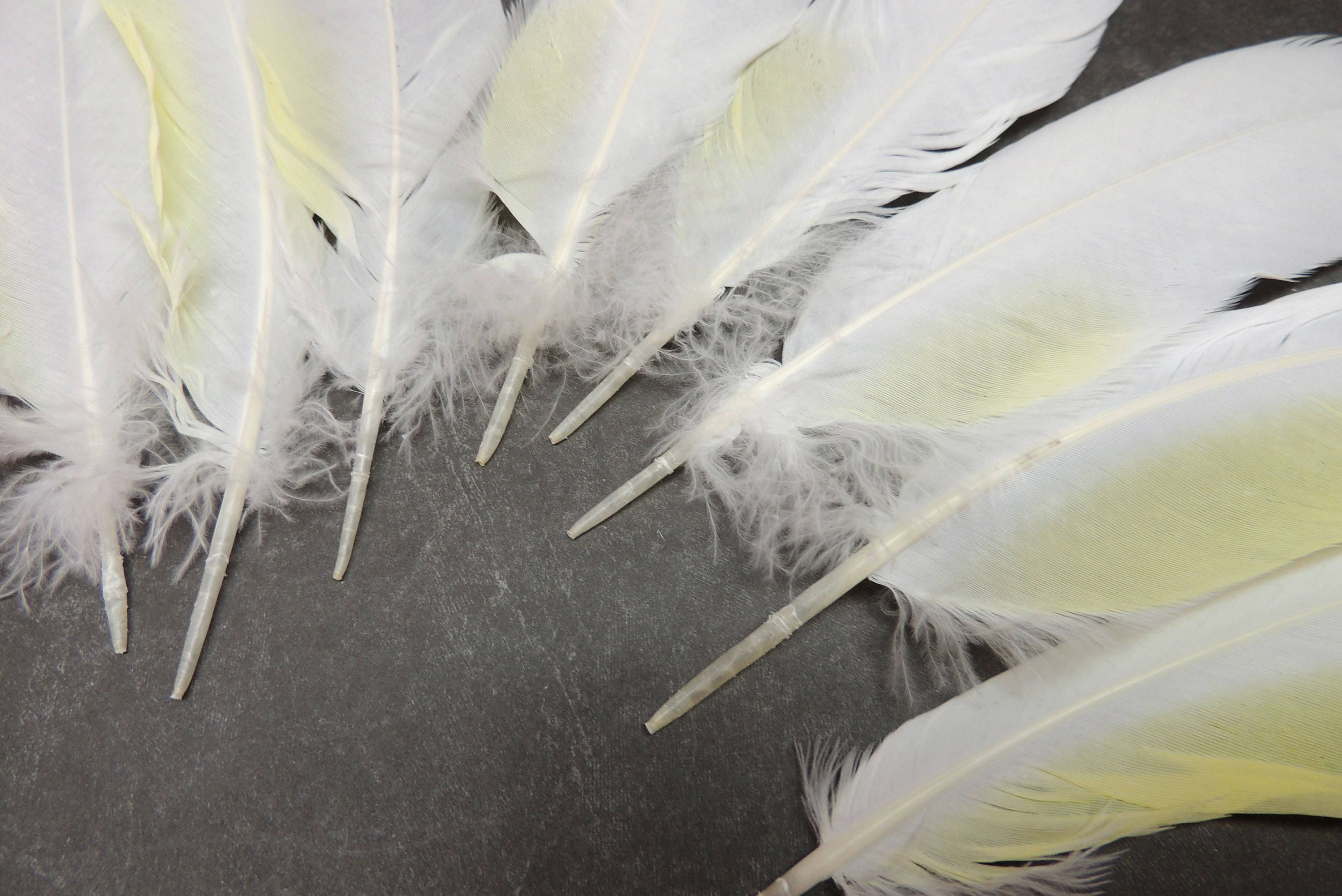 8 Cruelty free natural molted Cockatoo feathers, 6