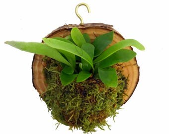 Miniature Staghorn Fern Growing on Natural Wood Round - Exotic Houseplant - 4"