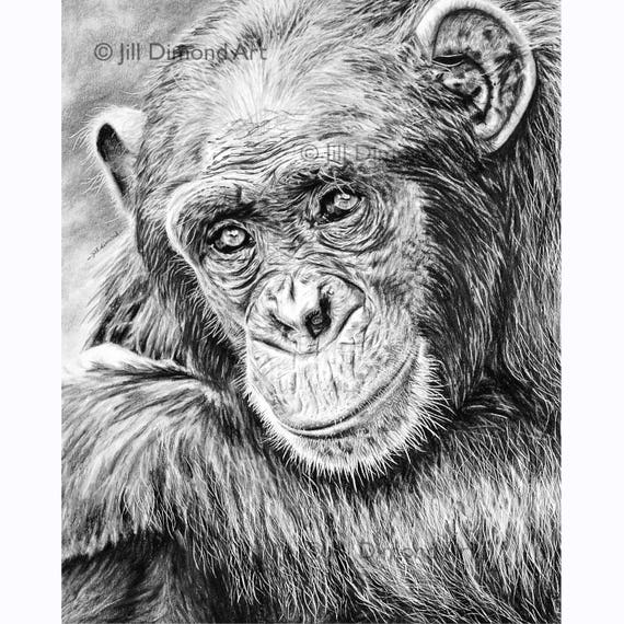 Original Chimpanzee Pencil Drawing Detailed & Realistic