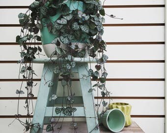 HARD TO FIND! Ceropegia woodii String of Hearts Cuttings (5)