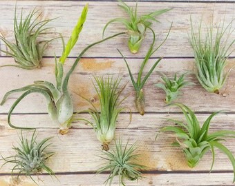 15pc Air Plant Tillandsia "TLC" Assortment / Second Chance Quality / Wholesale Tillandsias with Minor Imperfections