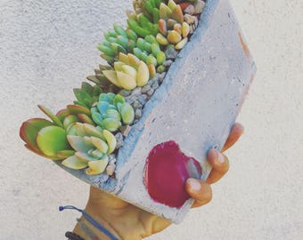 Window sill succulent concrete arrangement