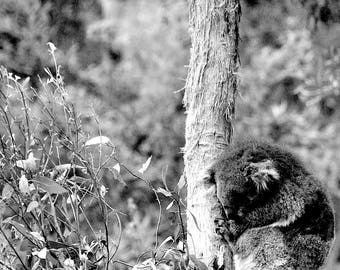 Black and White Collection - Koala Dreams