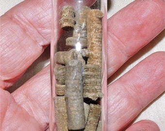 250 Million to 500 Million year old Crinoid and Plant fossils