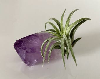 Amethyst Air Plant-Tillandsia Terrarium-Air Plant Terrarium-Amethyst Rough-Amethyst Point-Unique Gifts-Amethyst Terrarium-Crystal Terrarium