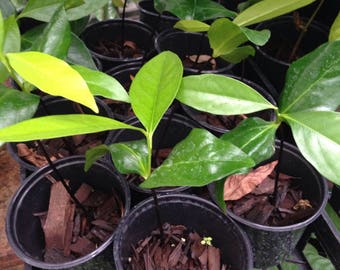 1 Live Black Sapote chocolate pudding fruit Plant - 3 to 9 Inches Tall -m184