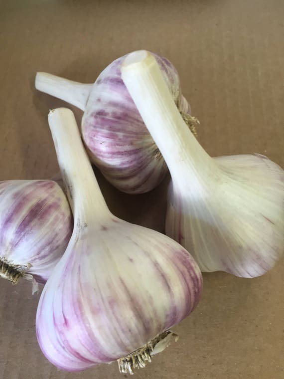 Fire No Spray Hard Neck Garlic