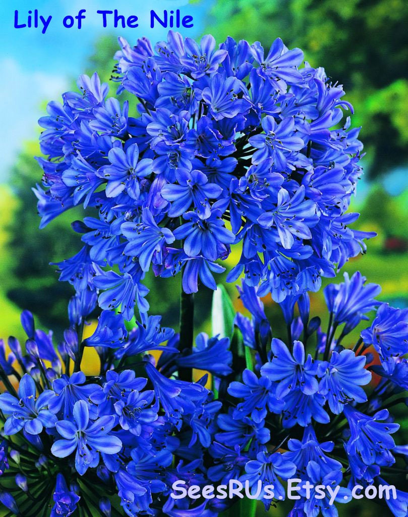 Lily of the Nile Live Plant FREE SHIPPING Agapanthus
