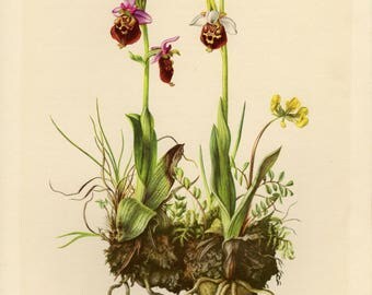 Vintage lithograph of the late spider-orchid from 1953