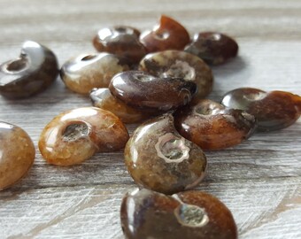 Small Tiny Ammonite Fossil Beads