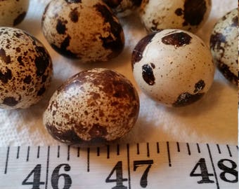 Quail Eggs with or without spots