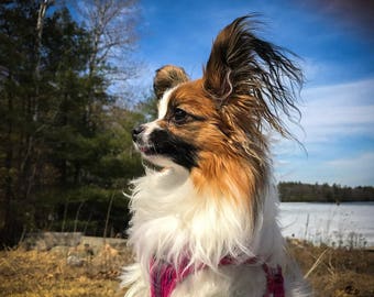 Papillon Dog, Papillon Print, Papillon Pet, Papillon Purebred