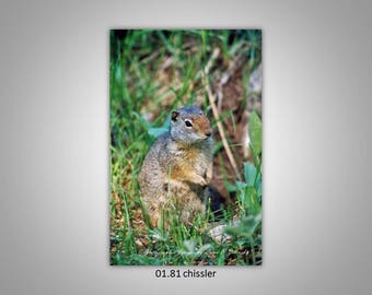 01.81 Chisler Limited Edition, Signed and Numbered 8x10 Image