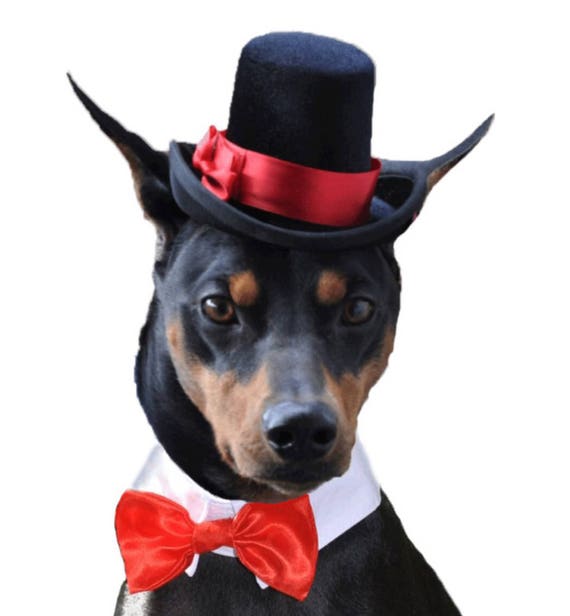 The Aristocrat black top hat for dogs and cats