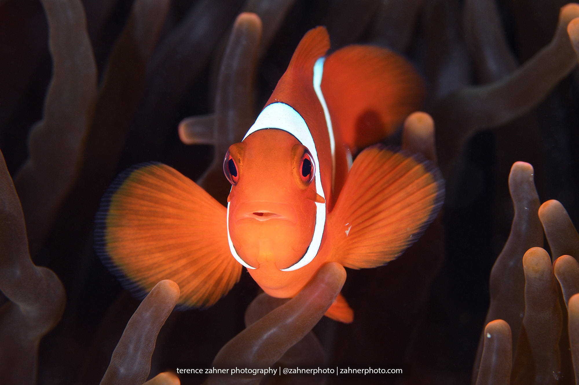 tropical fish - terence zahner photography tropical fish - terence zahner photography