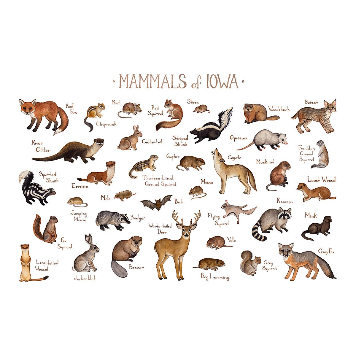 Iowa Mammals Field Guide Art Print / Animals of Iowa