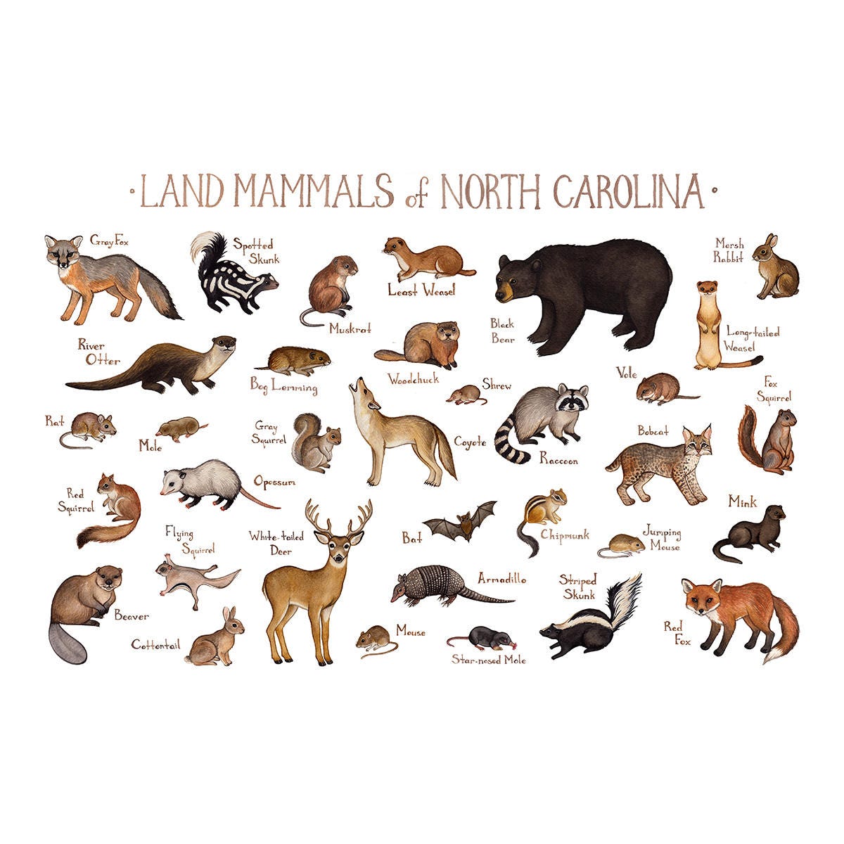 North Carolina Land Mammals Field Guide Art Print / Animals