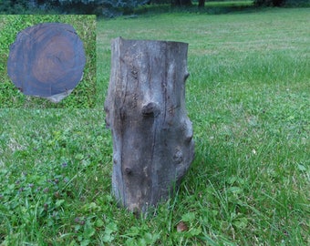 Cocobolo Log 15" x 6" Diameter Log Wood Turning Woodworking NOT Milled Uncut Raw Lumber Decorative Unmilled Cocobola